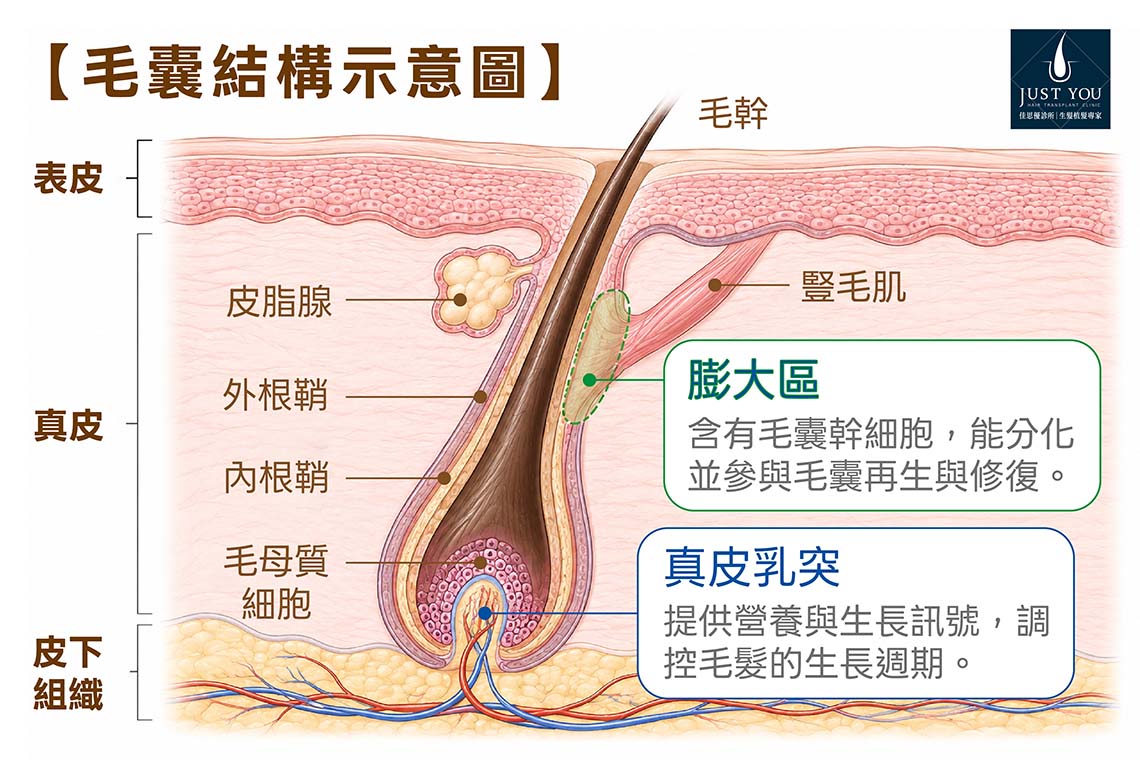 毛囊結構示意圖 毛囊只要還沒完全萎縮,就有機會被把握住。