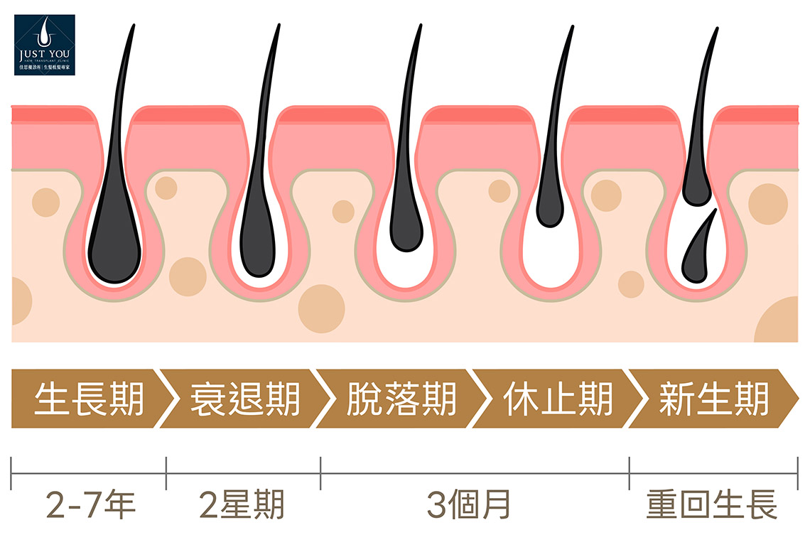 毛髮生長週期 毛髮會經歷生長期、退化期與休止期的自然循環;當落髮發生時,部分毛囊會提早進入休止期、暫停生長。